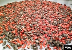 2012年华盛顿史密森博物院赫什霍恩博物馆艾未未艺术展作品之一:河蟹 (美国之音王南拍摄)