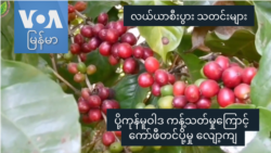 ပို့ကုန်မူဝါဒ ကန့်သတ်မှုကြောင့် ကော်ဖီတင်ပို့မှု လျော့ကျ “လယ်ယာစီးပွားသတင်းများ” ပို့ကုန်မူဝါဒ ကန့်သတ်မှုကြောင့် ကော်ဖီတင်ပို့မှု လျော့ကျ “လယ်ယာစီးပွားသတင်းများ”