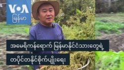 အမေရိကန်ရောက် မြန်မာနိုင်ငံသားတွေရဲ့ တပိုင်တနိုင်စိုက်ပျိုးရေး
 အမေရိကန်ရောက် မြန်မာနိုင်ငံသားတွေရဲ့ တပိုင်တနိုင်စိုက်ပျိုးရေး