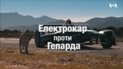 Електрокар Formula E чи гепард - хто швидший? Відео Електрокар Formula E чи гепард - хто швидший? Відео