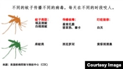 不同的蚊子传播不同的病毒(包括寨卡) 每天在不同的时段咬人 (美国疾病控制与预防中心)
