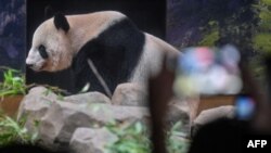 上千日本民众涌入东京上野东物园向大熊猫比力、仙女道别,这对熊猫健康情形每况愈下,日本和中国双方一致同意尽早将牠们送往四川卧龙的中国大熊猫保护研究中心。(法新社:2024年9月28日)