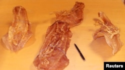 美国加州边境管理官员查获了一大批被视为中餐美味的走私犬鱼鱼鳔。(2013年4月24日)