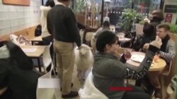 韩国小羊咖啡店羊年生意火爆 韩国小羊咖啡店羊年生意火爆
