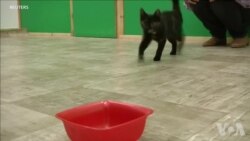 猫观察人类寻找行为暗示 猫观察人类寻找行为暗示