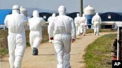Nhân viên y tế trong quần áo bảo hộ đến một trại nuôi gà nơi virus cúm gia cầm được phát hiện tại Jeongeup, Hàn Quốc, ảnh chụp ngày 8/4/2008.