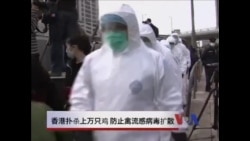 香港扑杀上万鸡只,防止禽流感病毒扩散 香港扑杀上万鸡只,防止禽流感病毒扩散