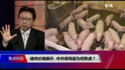 焦点对话:猪肉价格飙升,中共领导层为何焦虑? 焦点对话:猪肉价格飙升,中共领导层为何焦虑?