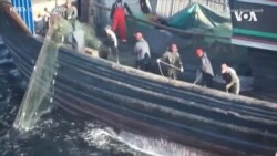 韩国渔民称中国船队滥捕海洋生物 韩国渔民称中国船队滥捕海洋生物