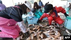 资料照片:2011年4月6日,日本妇女在茨城县北茨城市的平方鱼市场整理新鲜捕获的鱼,该市场位于受灾的福岛第一核电站以南。(法新社照片)