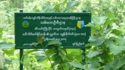 ဥတုရာသီပြောင်းလဲစေတဲ့ သစ်တောပြုန်းတီးမှုကို ဘယ်လို ဟန့်တားမလဲ ဥတုရာသီပြောင်းလဲစေတဲ့ သစ်တောပြုန်းတီးမှုကို ဘယ်လို ဟန့်တားမလဲ