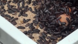 昆虫成为美国人的盘中餐 昆虫成为美国人的盘中餐