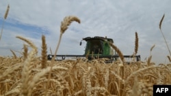 资料照片:俄罗斯南部斯塔夫罗波尔地区,农民在一个麦田里用联合收割机收割庄稼。(2014 年7 月9日)