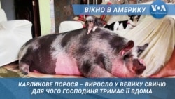 Поросята – психотерапевти. Вікно в Америку Поросята – психотерапевти. Вікно в Америку