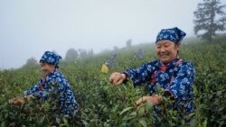 နယ်စပ်ကဝင်တဲ့ ဈေးနိမ့်လက်ဖက်တွေကြောင့် ပြည်တွင်းလက်ဖက်ဈေးကွက်ထိခိုက် နယ်စပ်ကဝင်တဲ့ ဈေးနိမ့်လက်ဖက်တွေကြောင့် ပြည်တွင်းလက်ဖက်ဈေးကွက်ထိခိုက်