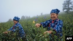 တရုတ်နိုင်ငံအလယ်ပိုင်း ကျန်းရှီခရိုင်ထဲက လက်ဖက်ခင်း။ (ဧပြီ ၃၊ ၂၀၂၄)
