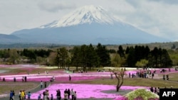 富士山下芝樱祭,80万株鲜花怒放,吸引游人。