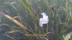 走进美国:无人机化身牡蛎守护神 走进美国:无人机化身牡蛎守护神
