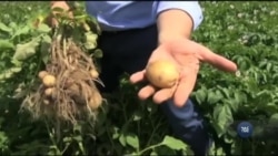 Потенціал української картоплі розкриють за гроші уряду США. Відео Потенціал української картоплі розкриють за гроші уряду США. Відео