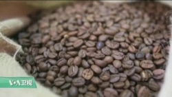 VOA连线:研究显示喝咖啡可能有助长寿 VOA连线:研究显示喝咖啡可能有助长寿