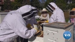 英语视频:养蜂帮助退伍军人应对压力和焦虑 英语视频:养蜂帮助退伍军人应对压力和焦虑