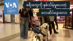 ခရီးသည်တွေကို နှစ်သိမ့်မှုပေးတဲ့ လေဆိပ်ခွေးလေး
 ခရီးသည်တွေကို နှစ်သိမ့်မှုပေးတဲ့ လေဆိပ်ခွေးလေး