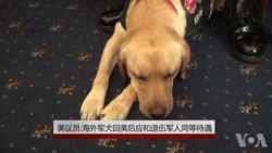美议员:海外军犬回美后应和退伍军人同等待遇 美议员:海外军犬回美后应和退伍军人同等待遇