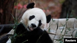 2019年11月19日,从中国租借的大熊猫贝贝在返回中国前最后一次在华盛顿史密森国家动物园同游客见面。(路透社照片)
