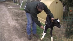 French Farmer Sues Wind Farm Over Stressed Cows French Farmer Sues Wind Farm Over Stressed Cows