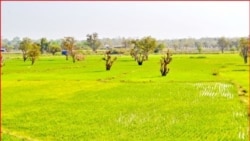 ဆန်ဈေးမတည်ငြိမ်မှု နဲ့ ဆင်းရဲမွဲတေမှု ဆန်ဈေးမတည်ငြိမ်မှု နဲ့ ဆင်းရဲမွဲတေမှု