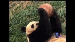 华盛顿国家动物园喜迎熊猫宝宝诞生  华盛顿国家动物园喜迎熊猫宝宝诞生