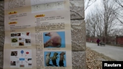 北京房山地区爆发非洲猪瘟后有关当局在猪场外贴出识别猪瘟病症的警告。(2018年11月23日)