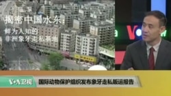 时事看台:国际动物保护组织发布象牙走私贩运报告 时事看台:国际动物保护组织发布象牙走私贩运报告