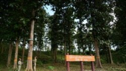 မြန်မာ့ သစ်တော မြန်မာ့ သစ်တော