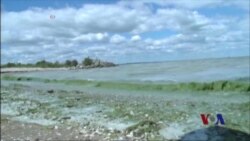海藻污染全球的水路 海藻污染全球的水路