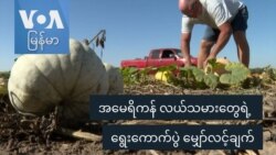 အမေရိကန် လယ်သမားတွေရဲ့ ရွေးကောက်ပွဲ မျှော်လင့်ချက်
 အမေရိကန် လယ်သမားတွေရဲ့ ရွေးကောက်ပွဲ မျှော်လင့်ချက်