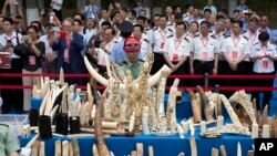 中国官员在北京举行的一个仪式上观看工人准备销毁象牙制品 (2015年5月29日)