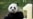 美国大熊猫陆续返华后,中国熊猫外交寿终正寝?
