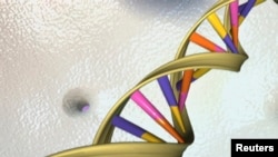 脱氧核糖核酸双螺旋(DNA Double Helix)