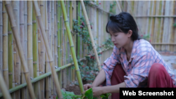 李子柒在种黄瓜。(李子柒Youtube视频截图)