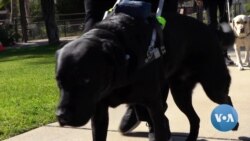 VOA英语视频: 导盲犬和协助犬是残障人士的好伙伴 VOA英语视频: 导盲犬和协助犬是残障人士的好伙伴