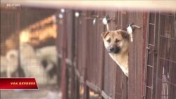 Tổng thống Hàn Quốc: Có thể cần phải cấm ăn thịt chó Tổng thống Hàn Quốc: Có thể cần phải cấm ăn thịt chó