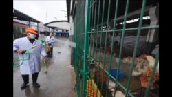 禽流感仍在蔓延 不排除人际传播 禽流感仍在蔓延 不排除人际传播