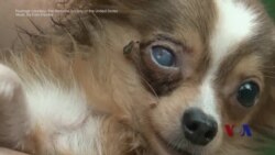 走进美国:揭秘宠物滥育场-美国动物庇护所(下) 走进美国:揭秘宠物滥育场-美国动物庇护所(下)