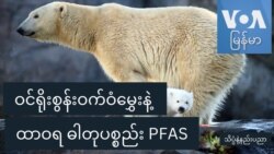 ဝင်ရိုးစွန်းဝက်ဝံမွှေးနဲ့ ထာဝရ ဓါတုပစ္စည်း PFAS
 ဝင်ရိုးစွန်းဝက်ဝံမွှေးနဲ့ ထာဝရ ဓါတုပစ္စည်း PFAS