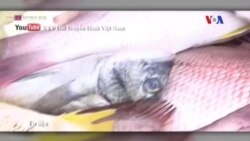 Truyền hình vệ tinh VOA 5/5/2016 Truyền hình vệ tinh VOA 5/5/2016