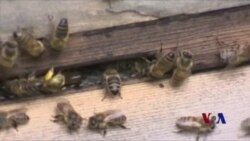 蜂蜜携带农药毒素 世界蜂蜜多受影响 蜂蜜携带农药毒素 世界蜂蜜多受影响