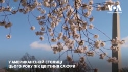 У американській столиці цього року пік цвітіння сакури відбувається без звичних натовпів туристів. Відео У американській столиці цього року пік цвітіння сакури відбувається без звичних натовпів туристів. Відео