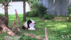 华盛顿国家动物园为大熊猫庆生 华盛顿国家动物园为大熊猫庆生