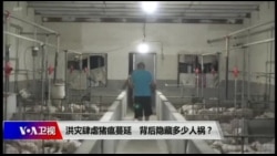 时事大家谈:洪灾肆虐,猪瘟蔓延,背后隐藏多少人祸? 时事大家谈:洪灾肆虐,猪瘟蔓延,背后隐藏多少人祸?